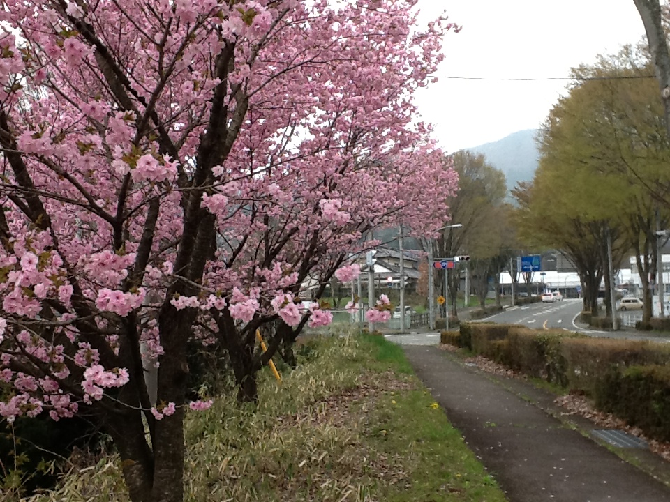 桜も、見納め？