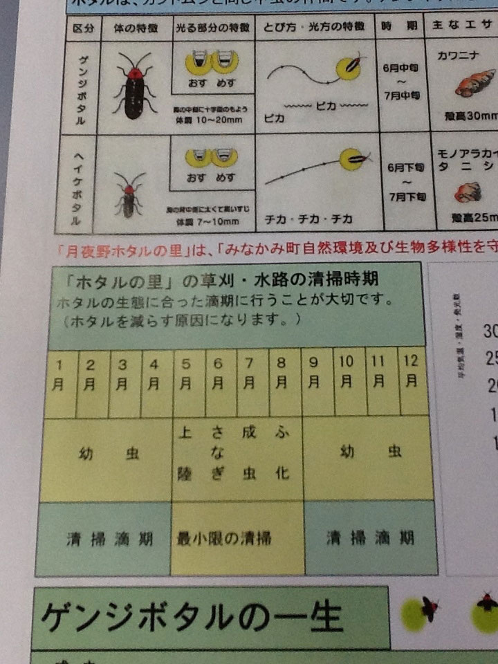 滅多に見れない、ホタルの幼虫。2