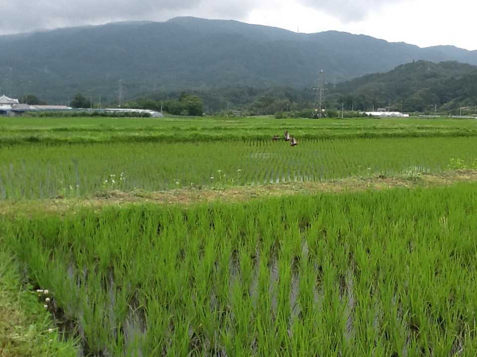 田んぼの稲は、どうなってるかな？11