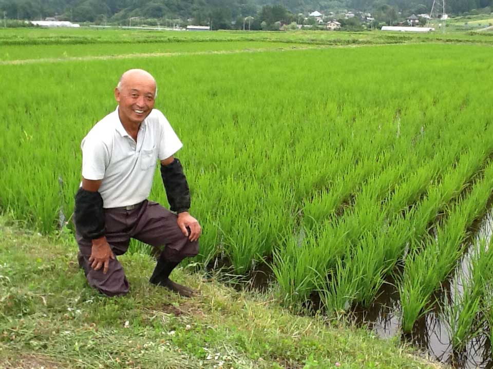 田んぼの稲は、どうなってるかな？13