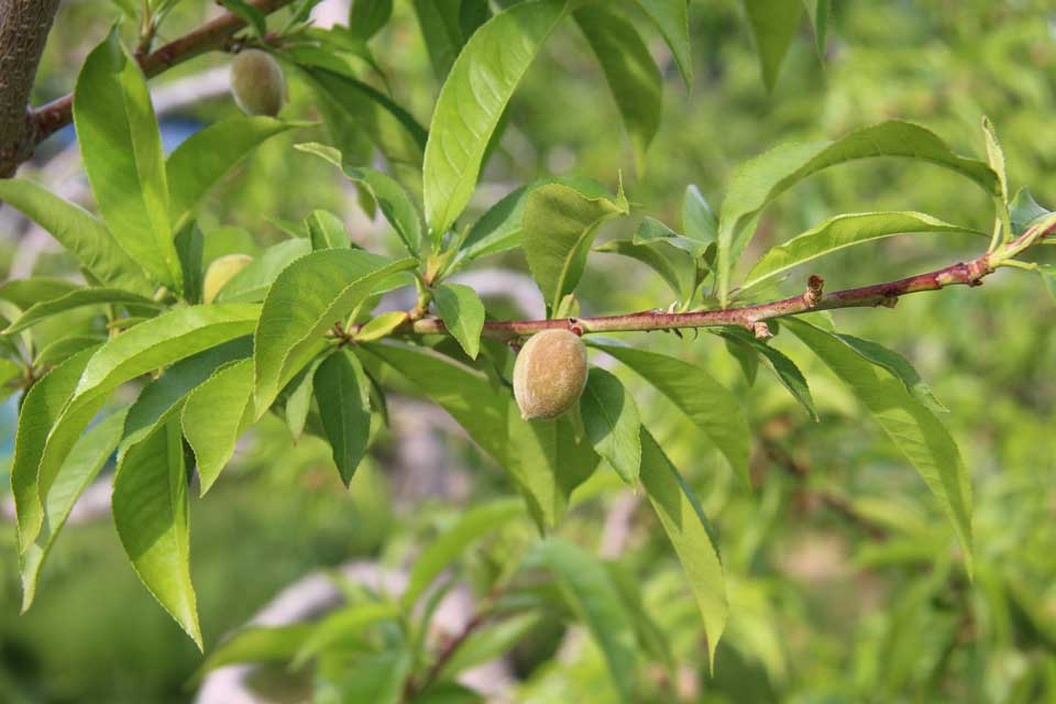 今まさに、りんごの「摘果」時期です！3