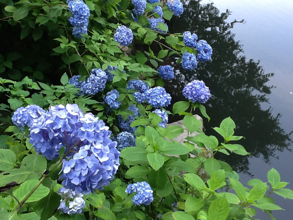 涼をよぶ水辺の紫陽花1