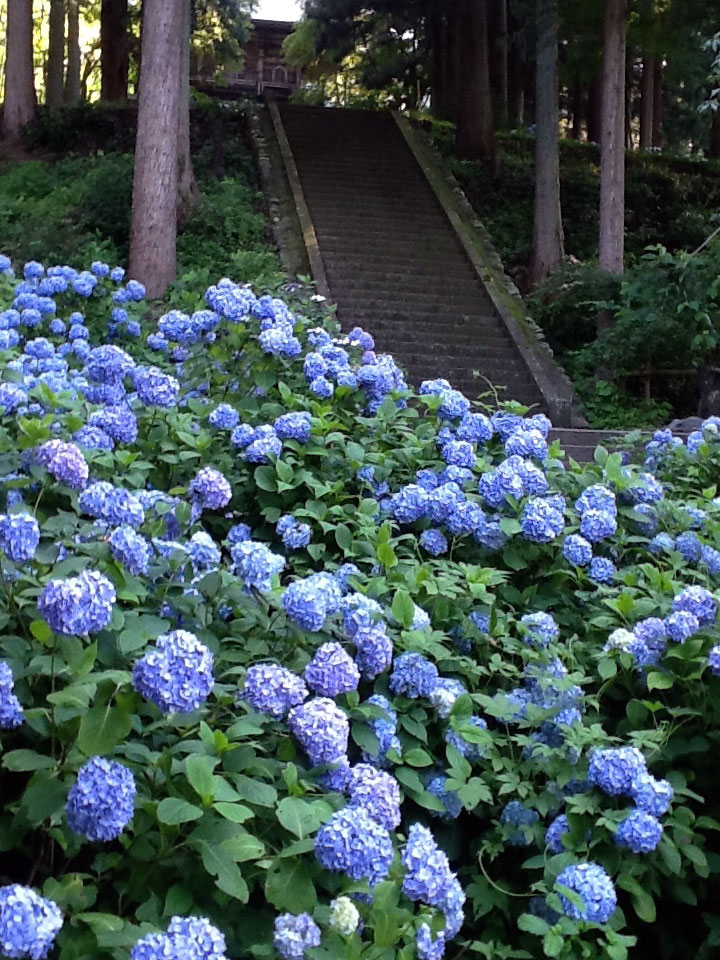 涼をよぶ水辺の紫陽花2