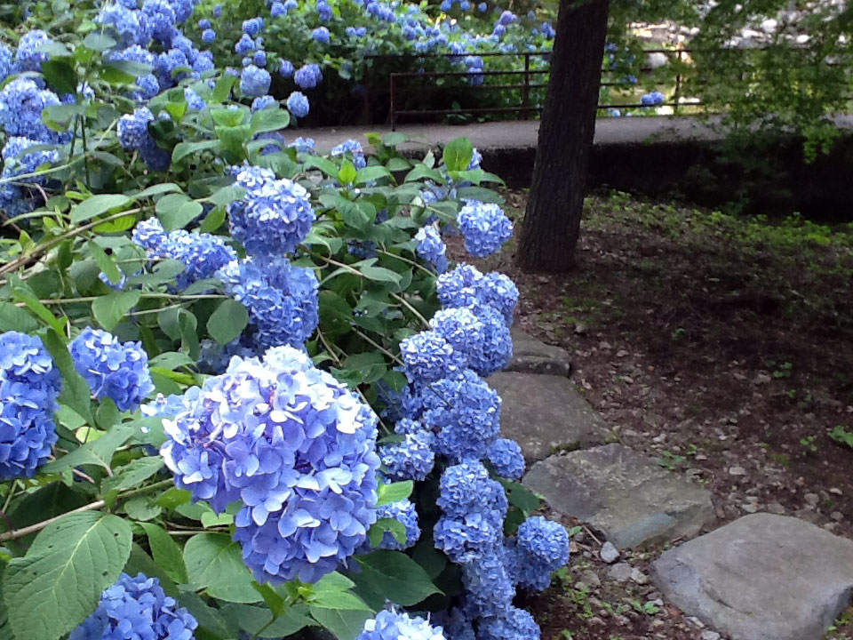 涼をよぶ水辺の紫陽花3