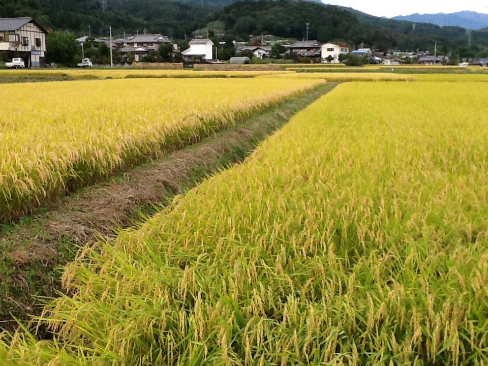 稲の刈り取り、真っ最中～。2