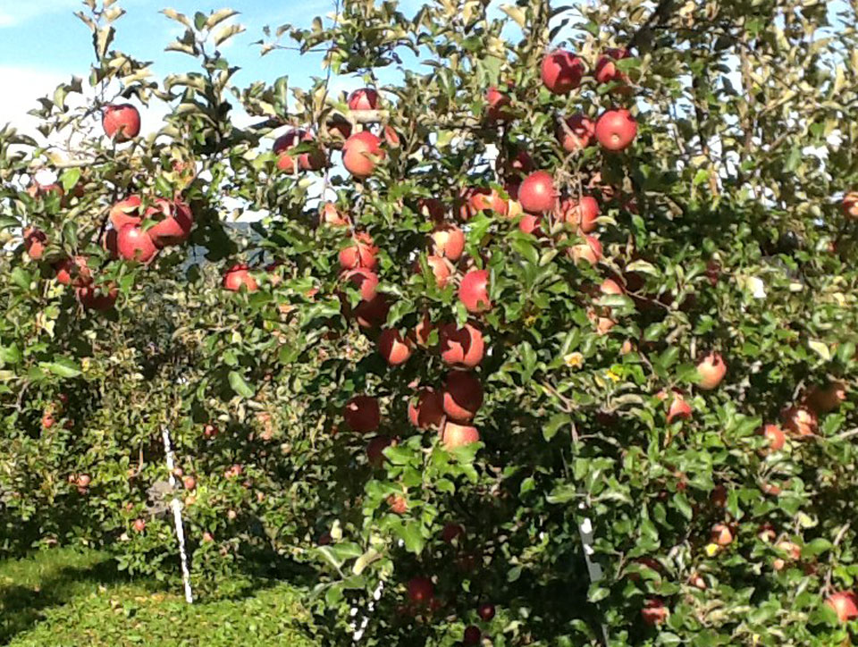 2016収穫りんご