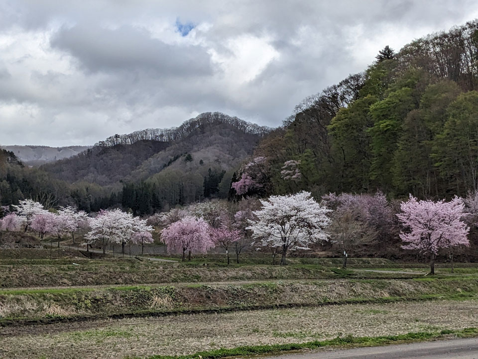 明け川桜